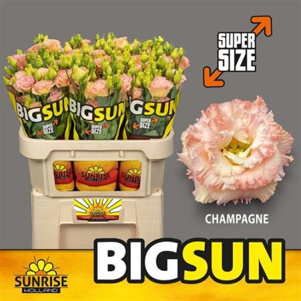 Eust G Alissa Champagne * Big Sun Sunrise