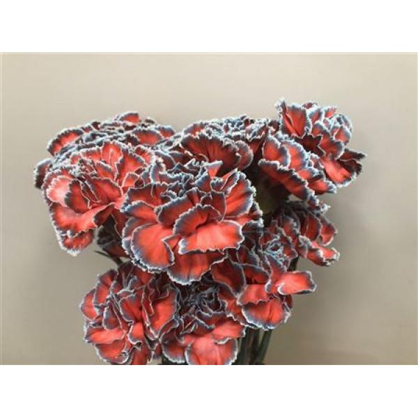 Dianthus St Dyed Bazooka