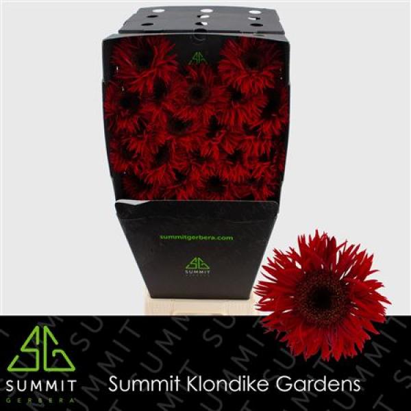 Ge Mi Diamond Spider Larsson