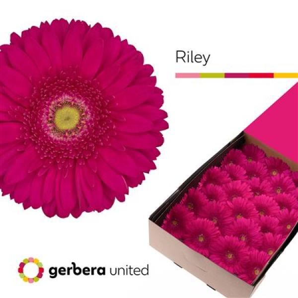 Ge Gr Box Riley
