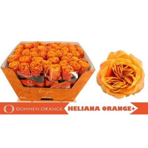 R Gr Heliana Orange+