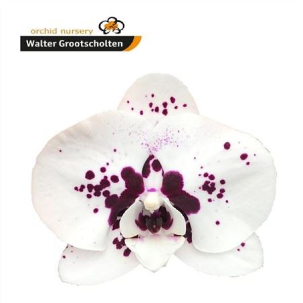 Phal By Flower Wine Drops *25