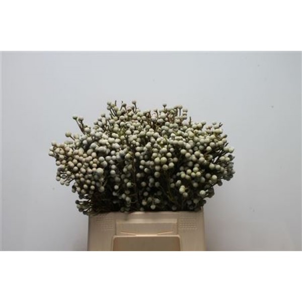 Cape Green Brunia Noduliflora