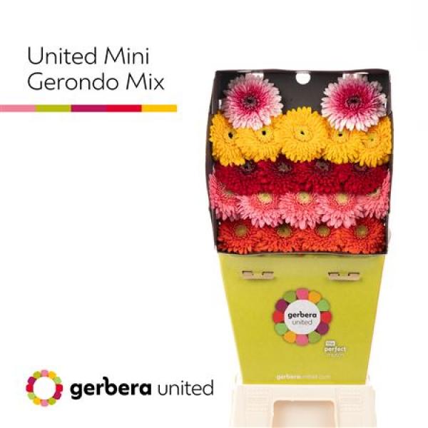 Ge Mi Diamond Pomponi Mix