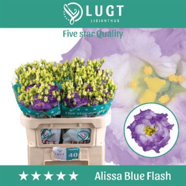 Eust G Alissa Blue Flash Lugt