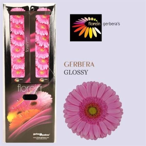 Ge Gr Aquabox Glossy *96