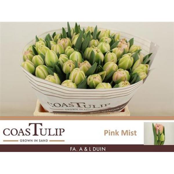 Tu  Coastulip Du Pink Mist