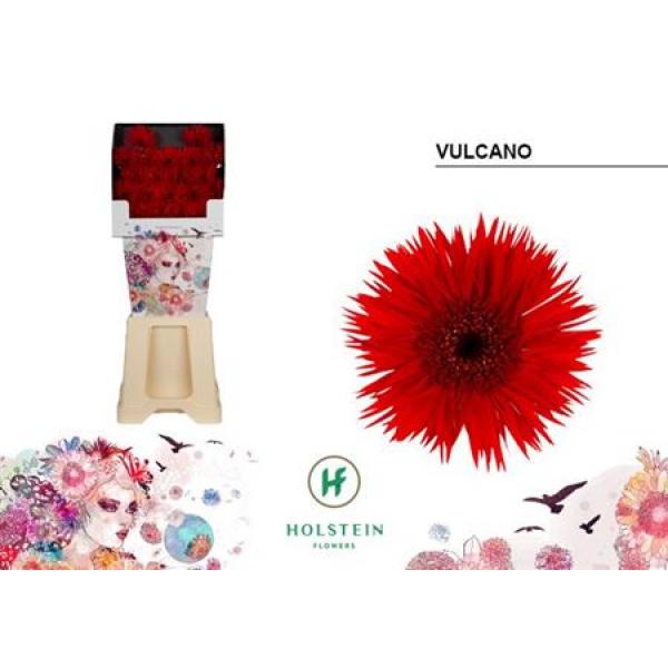 Ge Mi Diamond Spider Vulcano Holstein