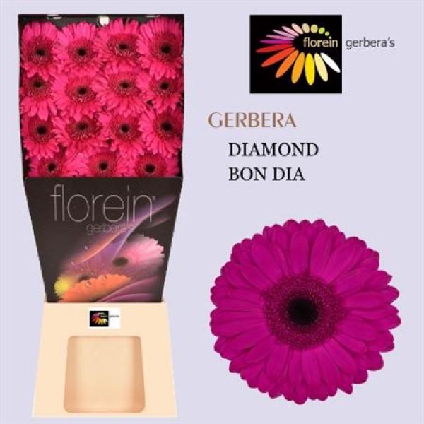 Ge Gr Diamond Bon Dia