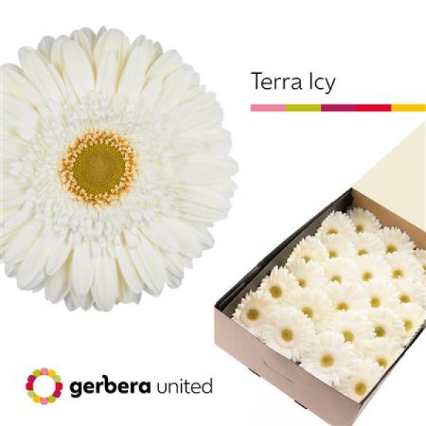 Ge Gr Box Terra Icy