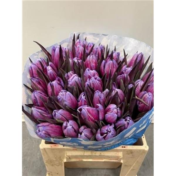 Tulp Dyed Expression
