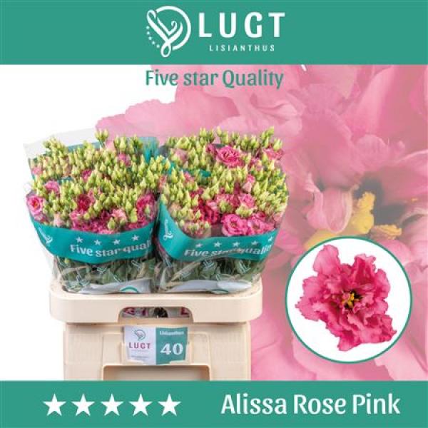 Eust G Alissa Rose Pink Lugt *new*