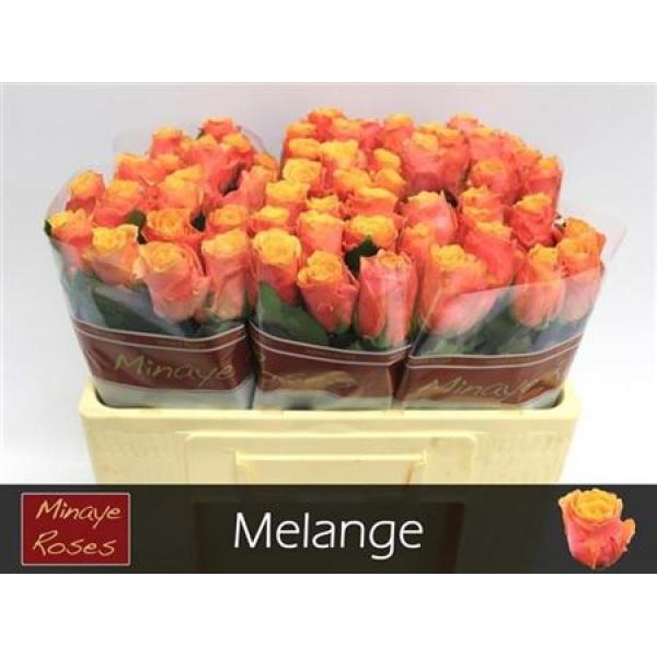 R Gr Melange
