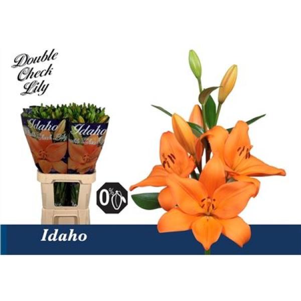 Li La Idaho 5+