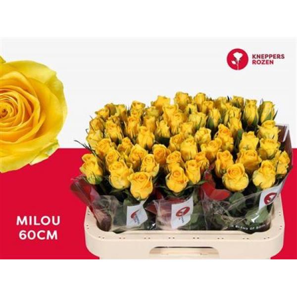 R Gr Milou