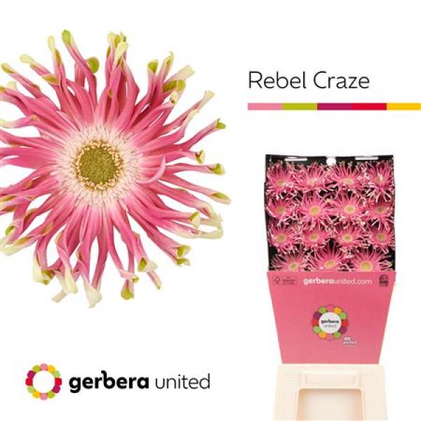 Ge Gr Diamond Pasta Rebel Craze