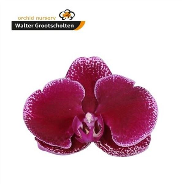 Phal By Flower Lie-de-vin *25
