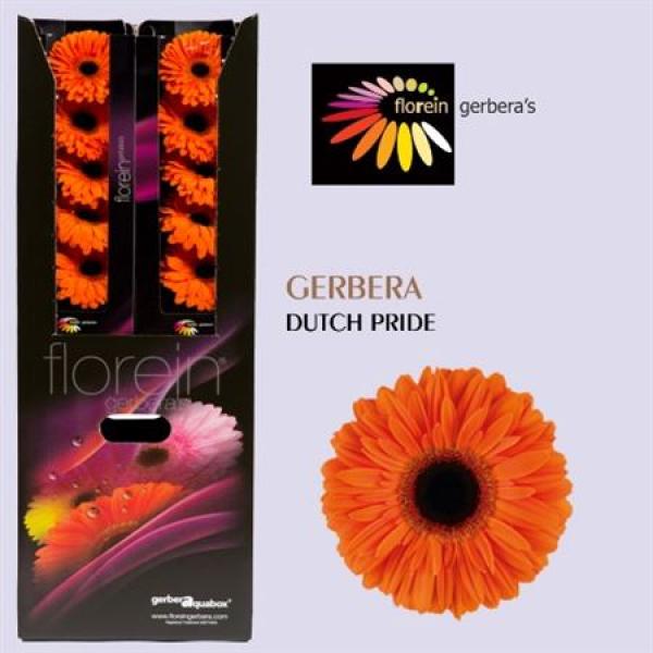 Ge Gr Aquabox Dutch Pride *96