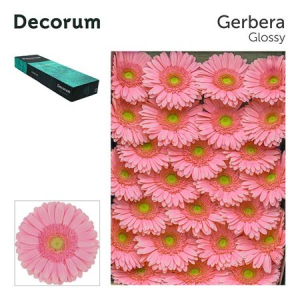 Ge Gr Box Glossy