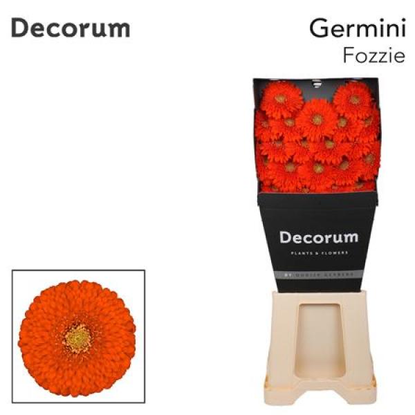 Ge Mi Diamond Pomponi Fozzie