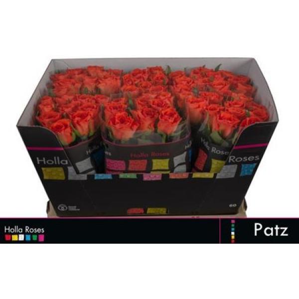 R Gr Patz