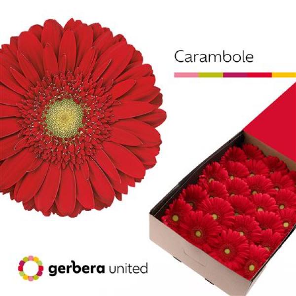 Ge Gr Box Carambole