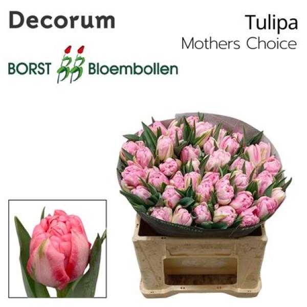 Tu Du Mothers Choice