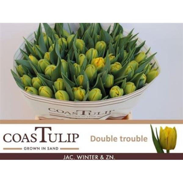Tu  Coastulip Du Double Trouble