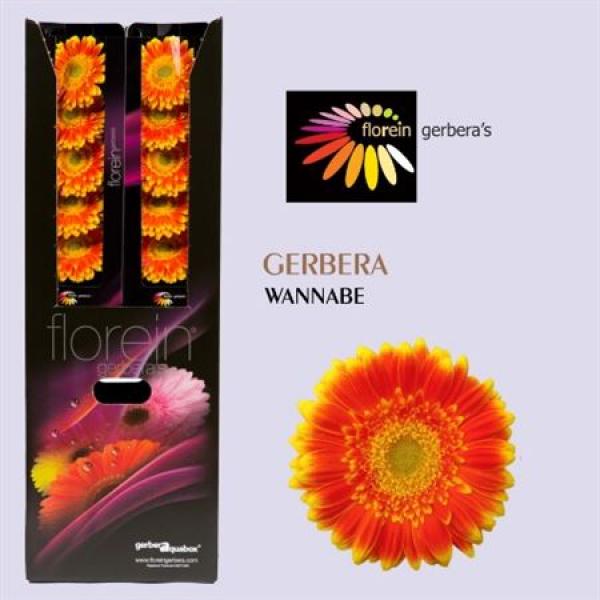 Ge Gr Aquabox Wannabe *96