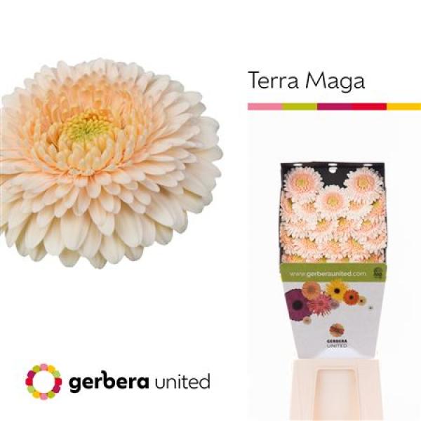 Ge Mi Diamond Pomponi Terra Maga
