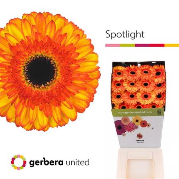 Ge Gr Diamond Spotlight