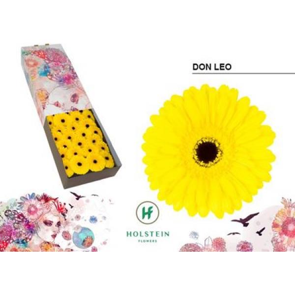 Ge Gr Box Don Leo Holstein