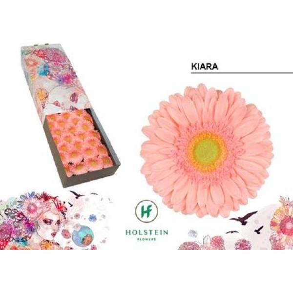 Ge Gr Box Kiara Holstein
