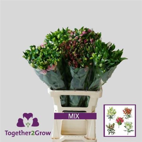 Alstr  Flor Charm Mix 60cm