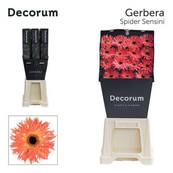 Ge Gr Diamond Spider Sensini