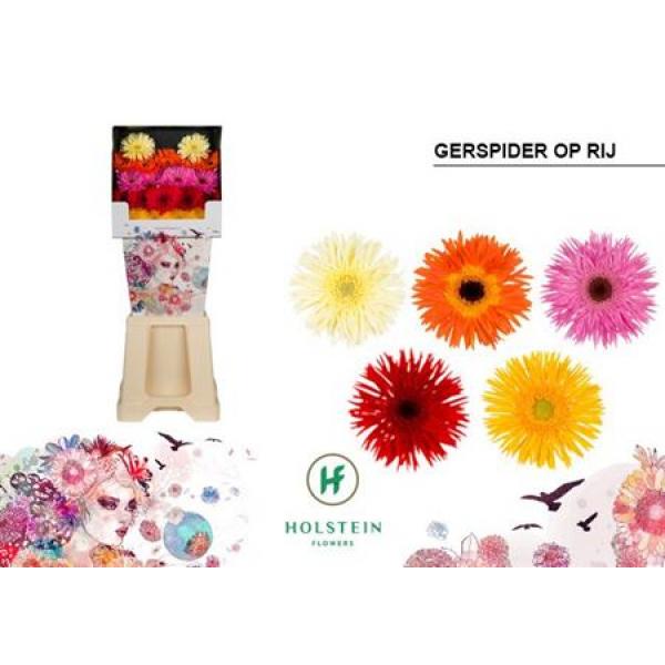 Ge Mi Diamond Spider Mix On Row