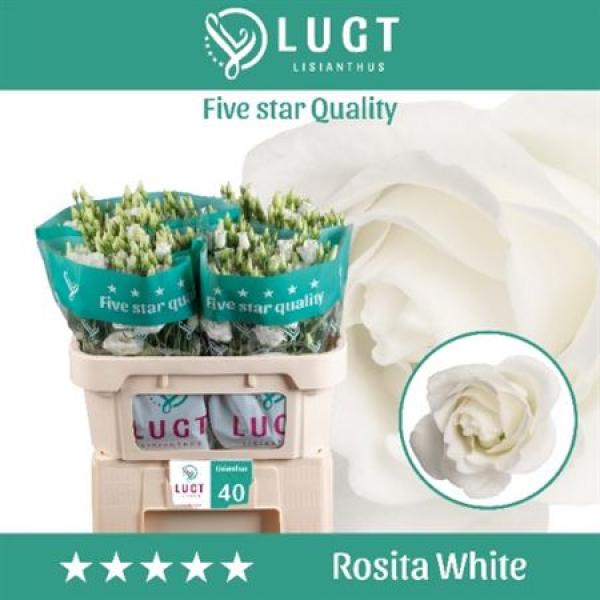 Eust G Rosita White Ex Lugt