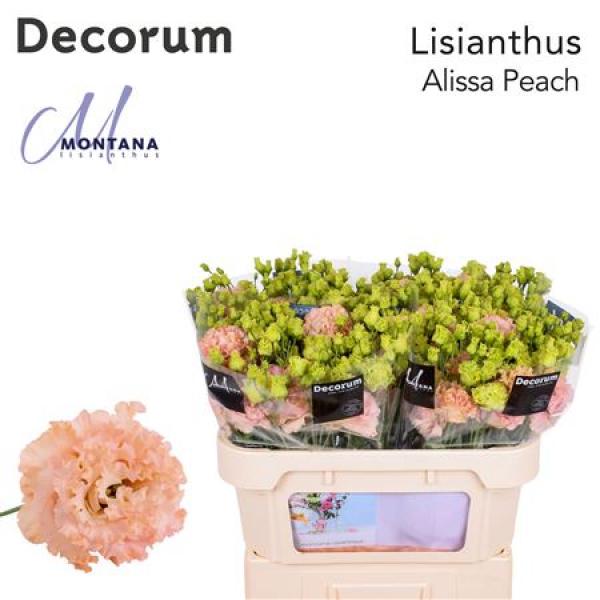 Eust G Alissa Peach Montana