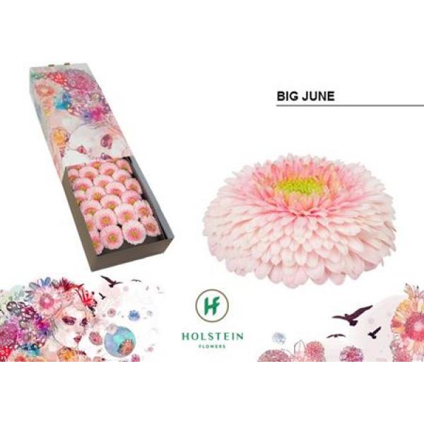 Ge Gr Box Pomponi Big June