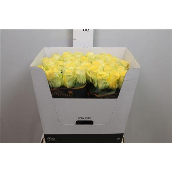 R Gr Minion Rose