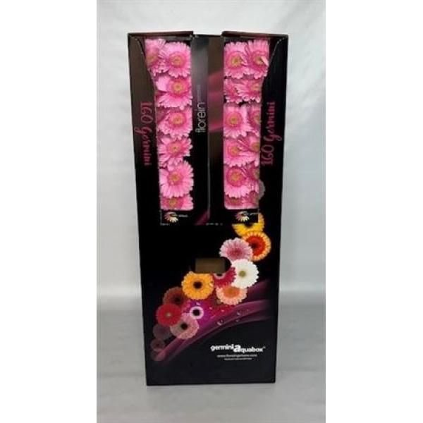 Ge Mi Aquabox Small Kimsey *160