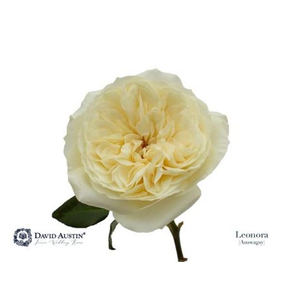 Rosa David Austin Leonora