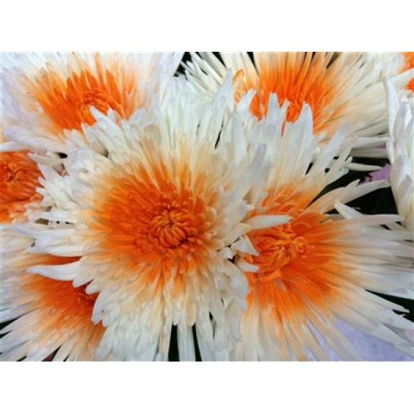 Chr Gr Ana Dyed White + Orange