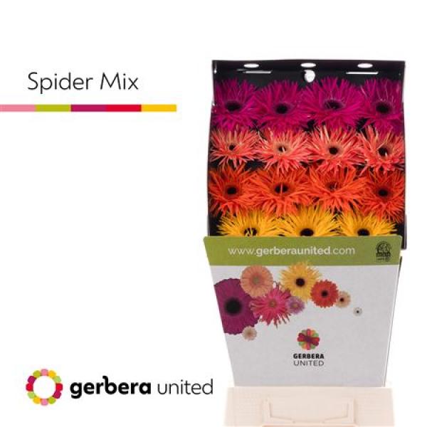 Ge Gr Diamond Spider Mix
