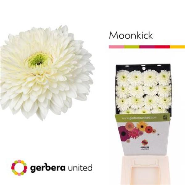Ge Gr Diamond Pomponi Moon Kick