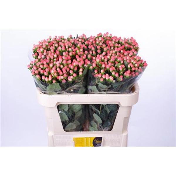 Hyp  Pink