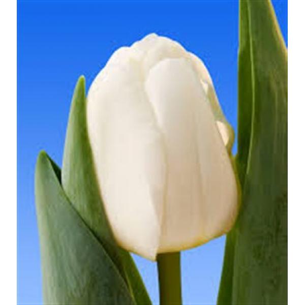 Tu  En White Extra