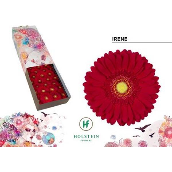 Ge Gr Box Irene Holstein