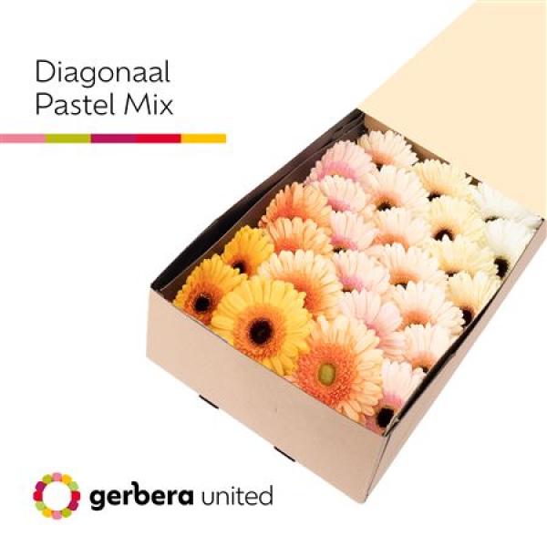 Ge Gr Box  Mix Pastel United