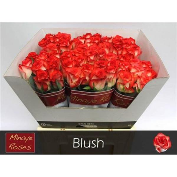 R Gr Blush